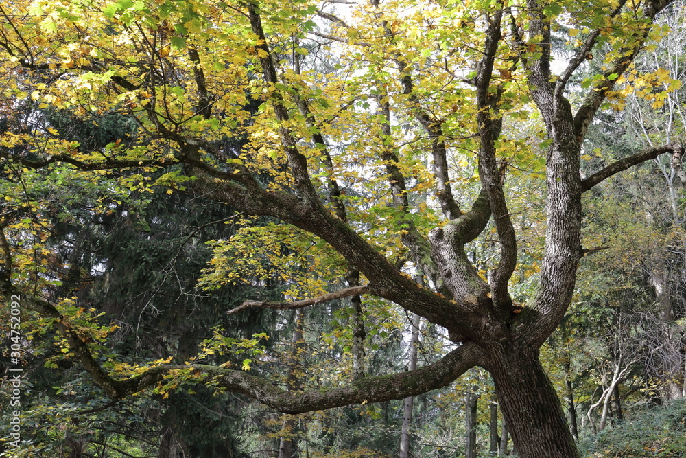 tree in the forest tree in the forest