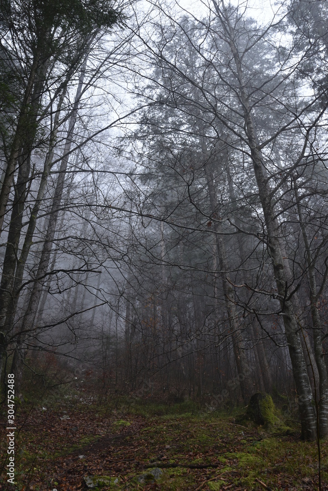 Trees in forest in autumn on a foggy day