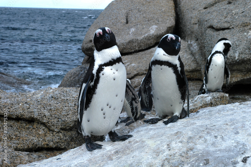 Obraz premium set of three penguins on white rock and background of beautiful gray rocks and sea 