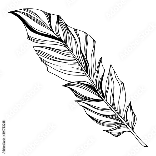 Vector Bird feather from wing isolated. Black and white engraved ink art. Isolated feathers illustration element.