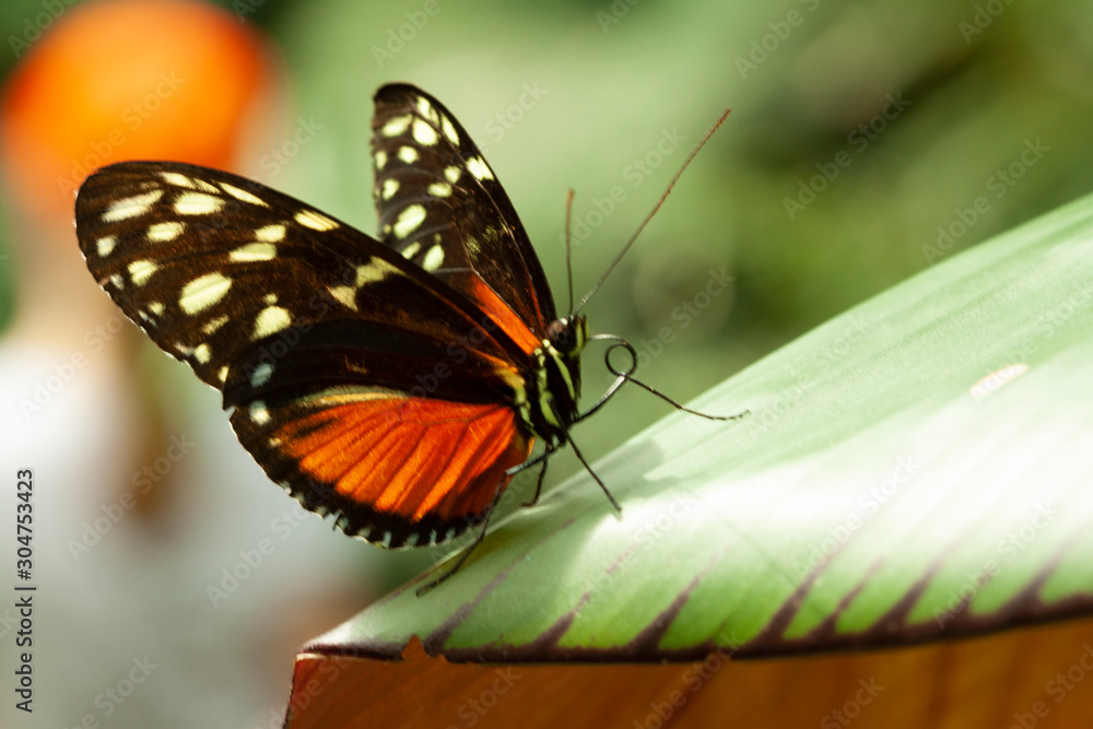 Naklejka premium Schmetterling makro close
