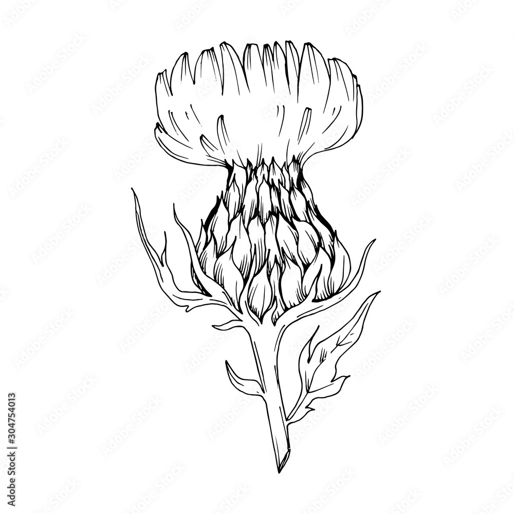 Vector Herbal floral foliage. Black and white engraved ink art. Isolated herbal illustration element. Vector Herbal floral foliage. Black and white engraved ink art. Isolated herbal illustration element.