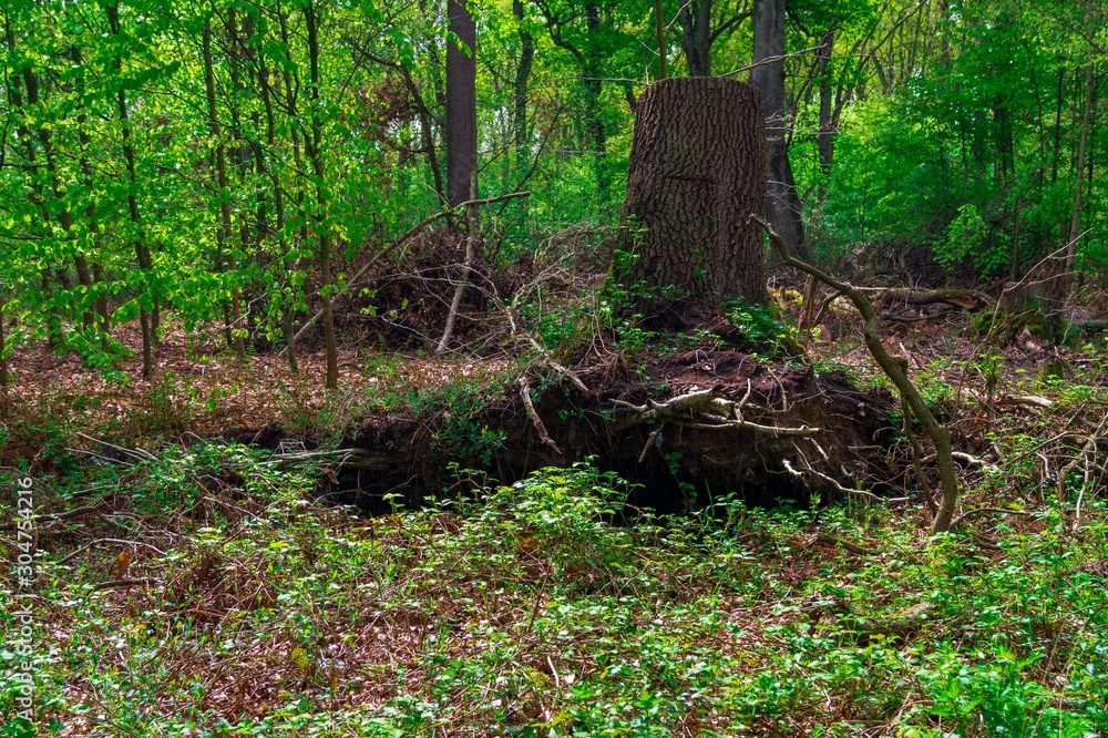 Obraz premium tree in the forest