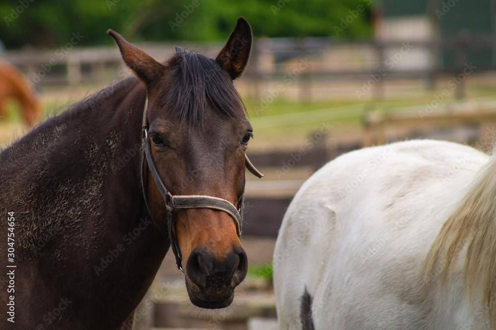 Fototapeta premium portrait of a horse