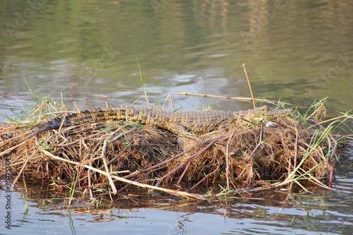 Crocodile resting in the Okavango River