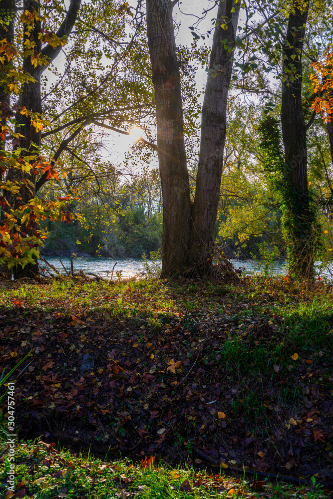 Walk at dawn amid the trees, branches and green leaves. In the background the water of the river Adda. Walk at dawn amid the trees, branches and green leaves. In the background the water of the river Adda.