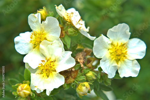 Yellow Potentilla flowers bloom on the branches of a bush in the garden.
