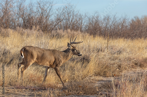 Canvas Print Whitetail Buck in Colorado During the Fall Rut