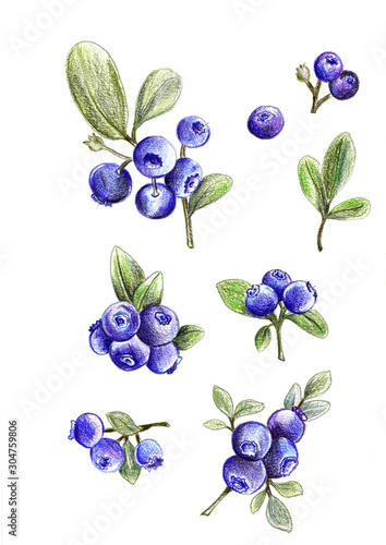 color pencils sketch of the blueberries, design for jam jar, kitchen decor,tablecloth, teatowel. Food package illustration. photo