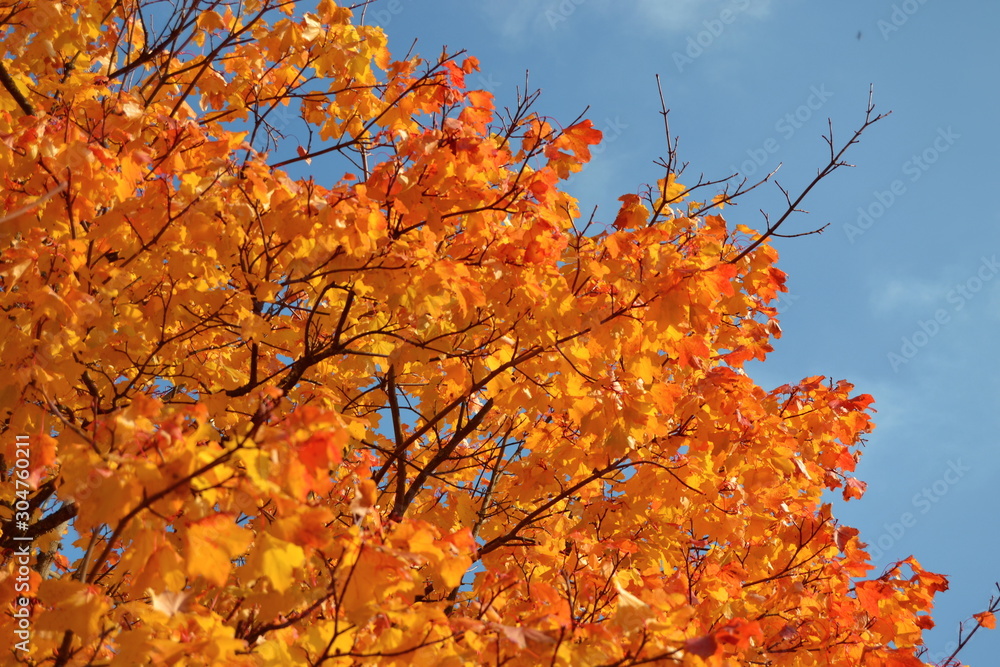 autumn leaves on a tree autumn leaves on a tree