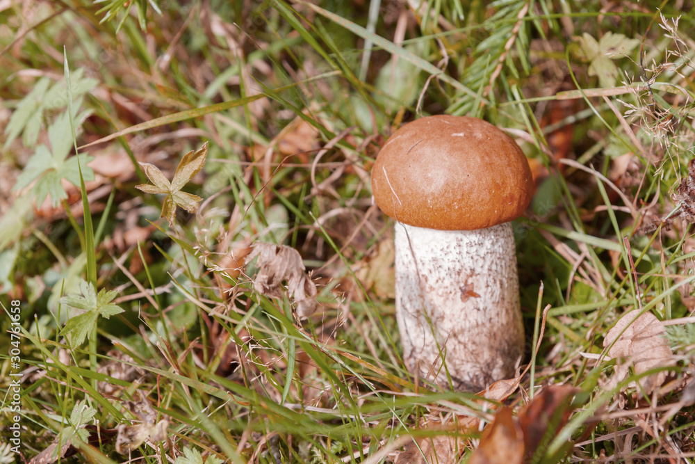 Red mushroom grows in the forest in early autumn Red mushroom grows in the forest in early autumn