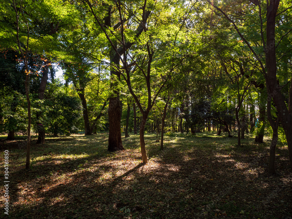 Fototapeta premium 秋晴れの埼玉県新座市の平林寺 武蔵野の森