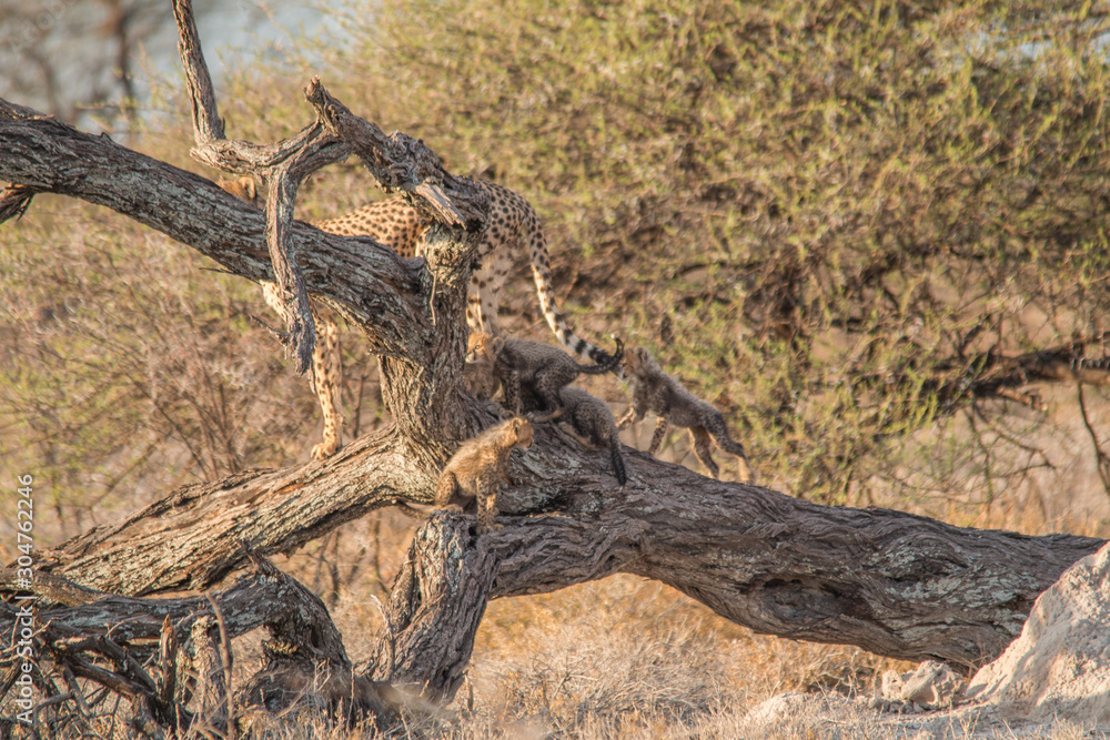Mother cheetah with cubs on a overturned tree, Etosha national park, Namibia, Africa Mother cheetah with cubs on a overturned tree, Etosha national park, Namibia, Africa