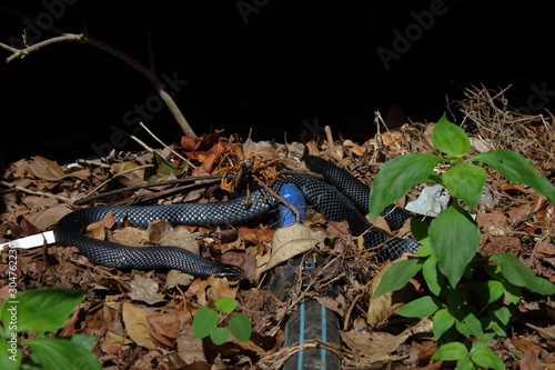 red bellied black snake photo