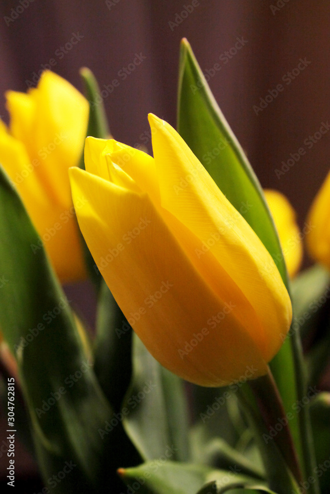 Naklejka premium yellow tulip on green background