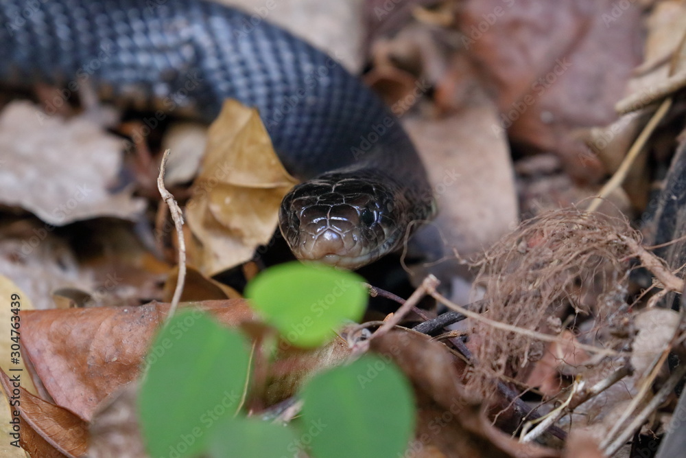 Fototapeta premium red bellied black snake