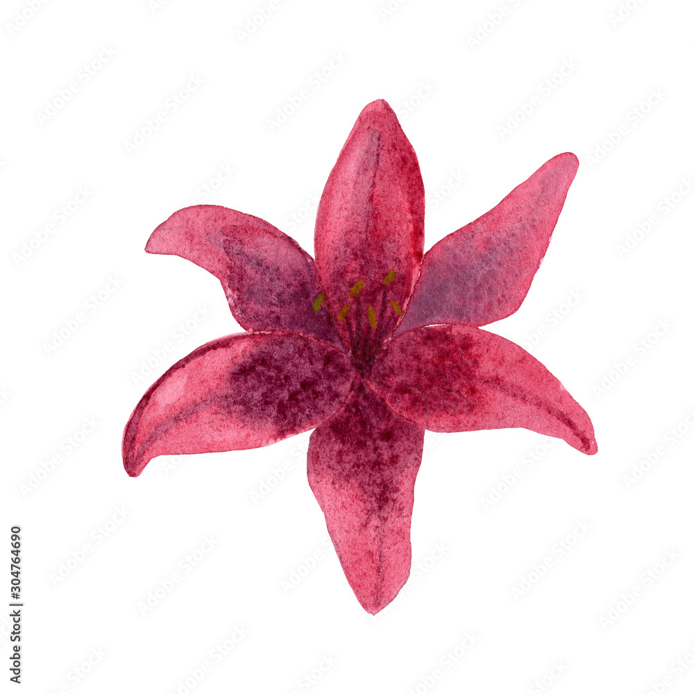Beautiful dark pink burgundy lili flower isolated on white background.