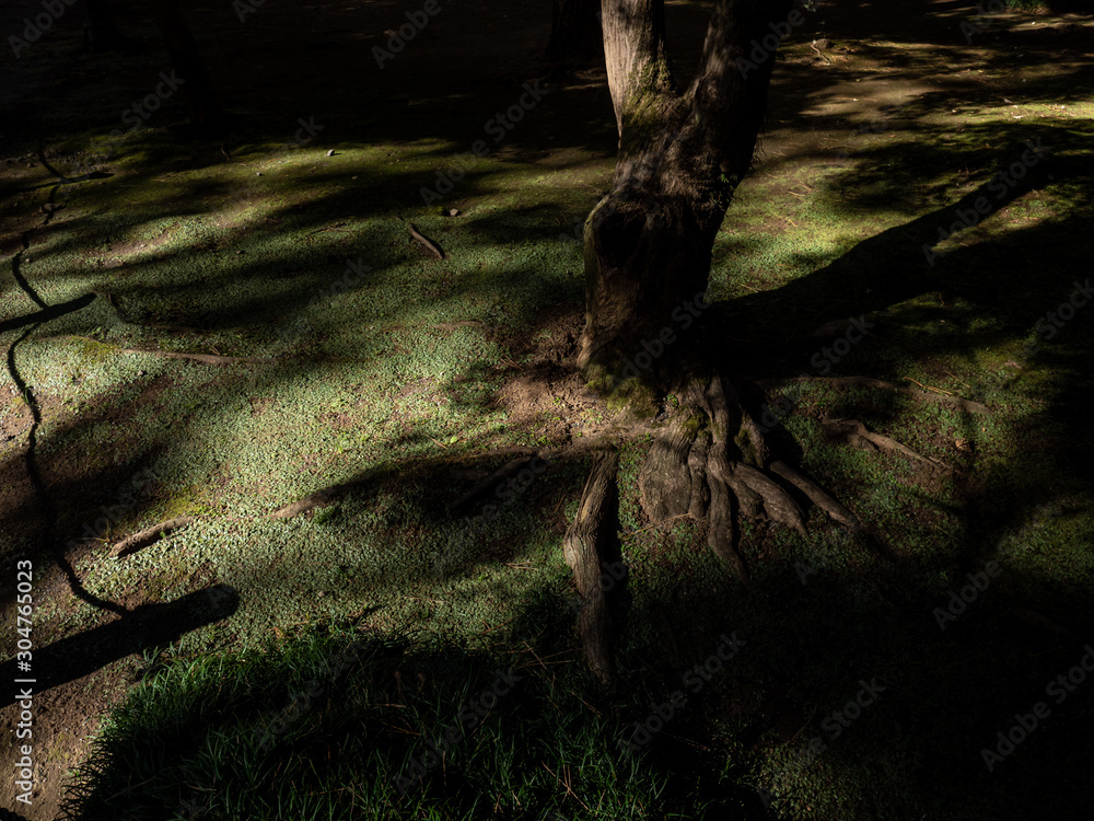 Obraz premium 日の当たる木の根