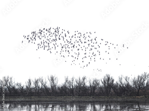 Ocells als Aiguamolls de l'Empordà