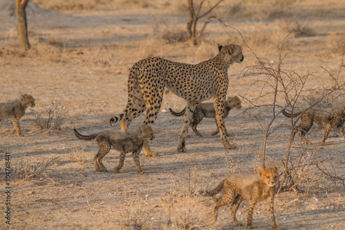Mother and five cubs walking and playing, Etosha national park, Namibia, Africa © Tim on Tour