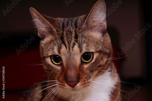 portrait of a cat with green eyes on a dark background