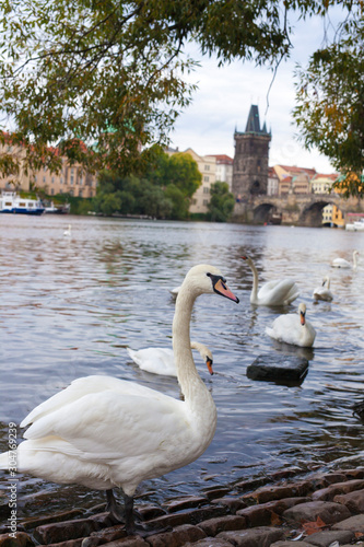  Swans on the water. below Charles bridge in Prague.