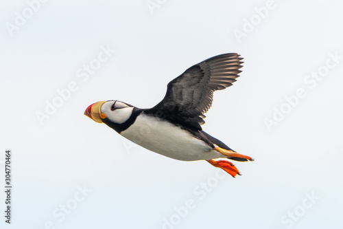 Tableau sur toile A horned puffin (Fratercula corniculata) flying in Lake Clark NP, Alaska