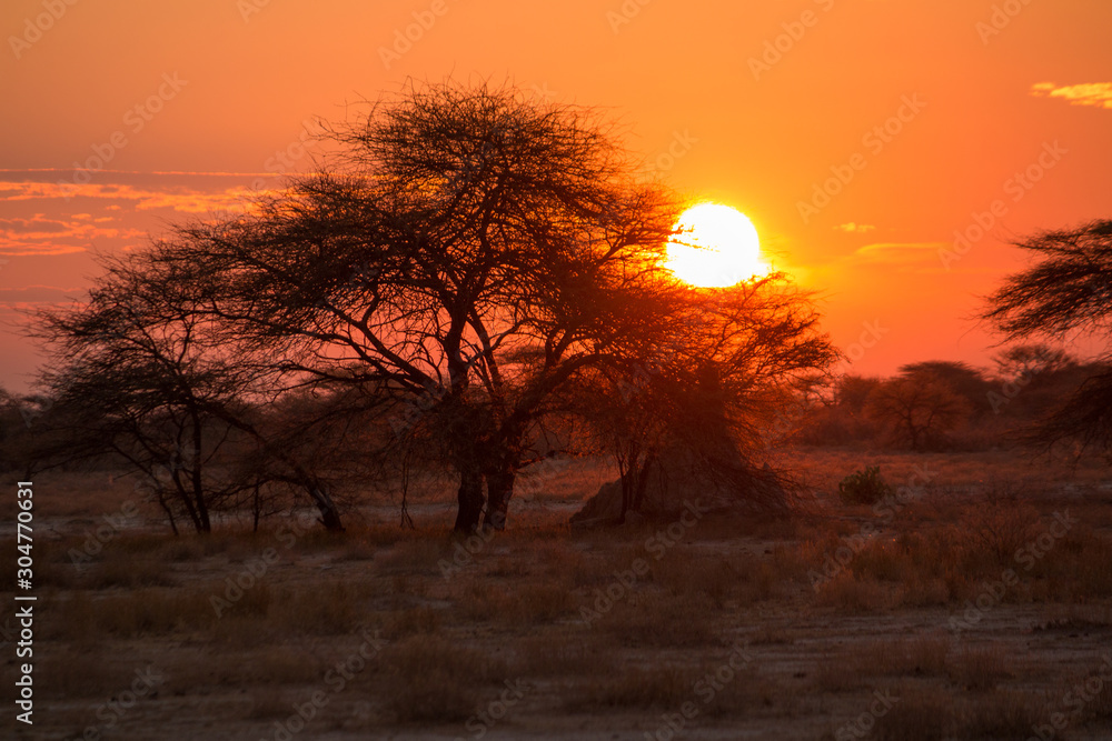 Sunset in the savanna, Etosha national park, Namibia, Africa