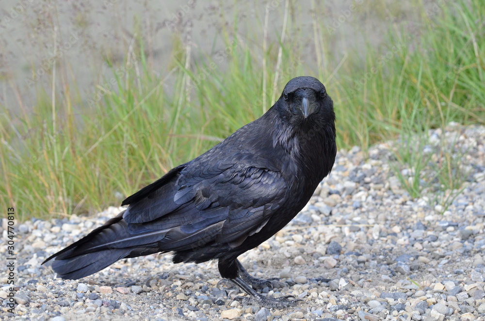 Obraz premium Raven in Jasper National Park