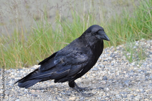 Raven in Jasper National Park