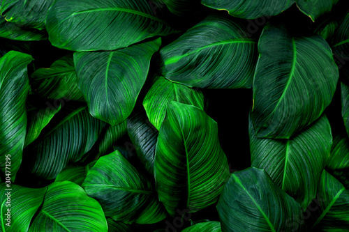 leaves of Spathiphyllum cannifolium, abstract colorful texture, nature background, tropical leaf