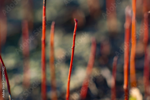 Abstract background with red stems of young willow
