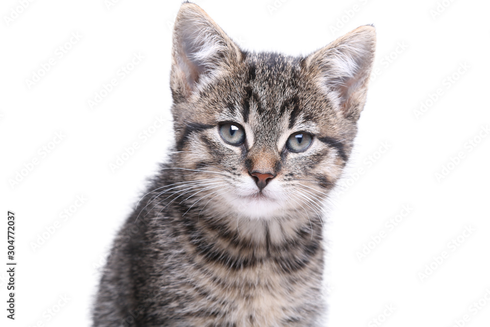 Beautiful little striped cat