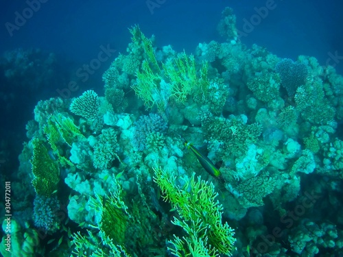 Beautiful tropical fish  Utopia resort  Marsa Alam  Egypt