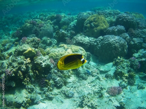 Beautiful tropical fish, Utopia resort, Marsa Alam, Egypt