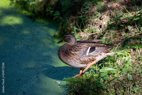 oiseau