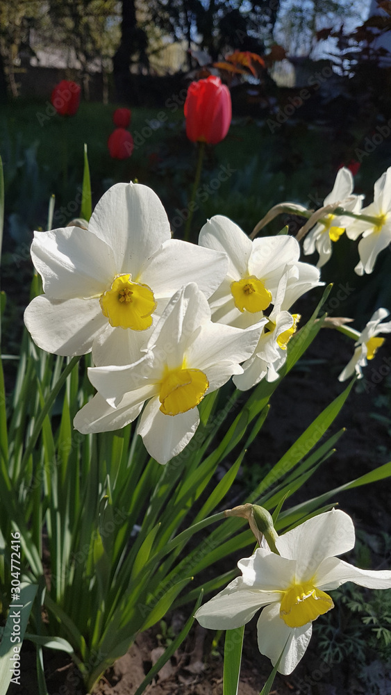 Beautiful white blooming spring daffodils Beautiful white blooming spring daffodils