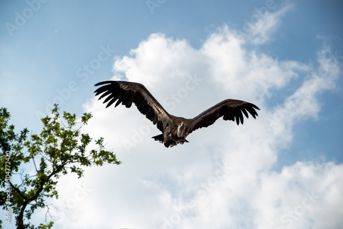rapace