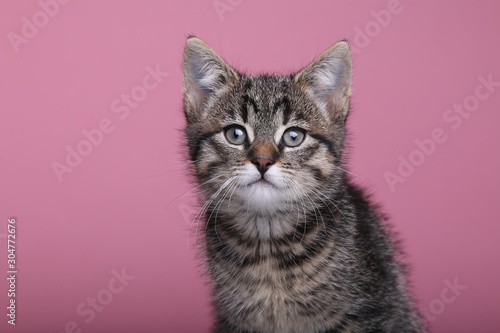 Fototapeta Naklejka Na Ścianę i Meble -  Beautiful little striped cat