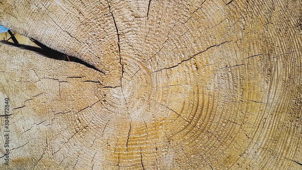 Fototapeta premium background texture of natural saw cut wood