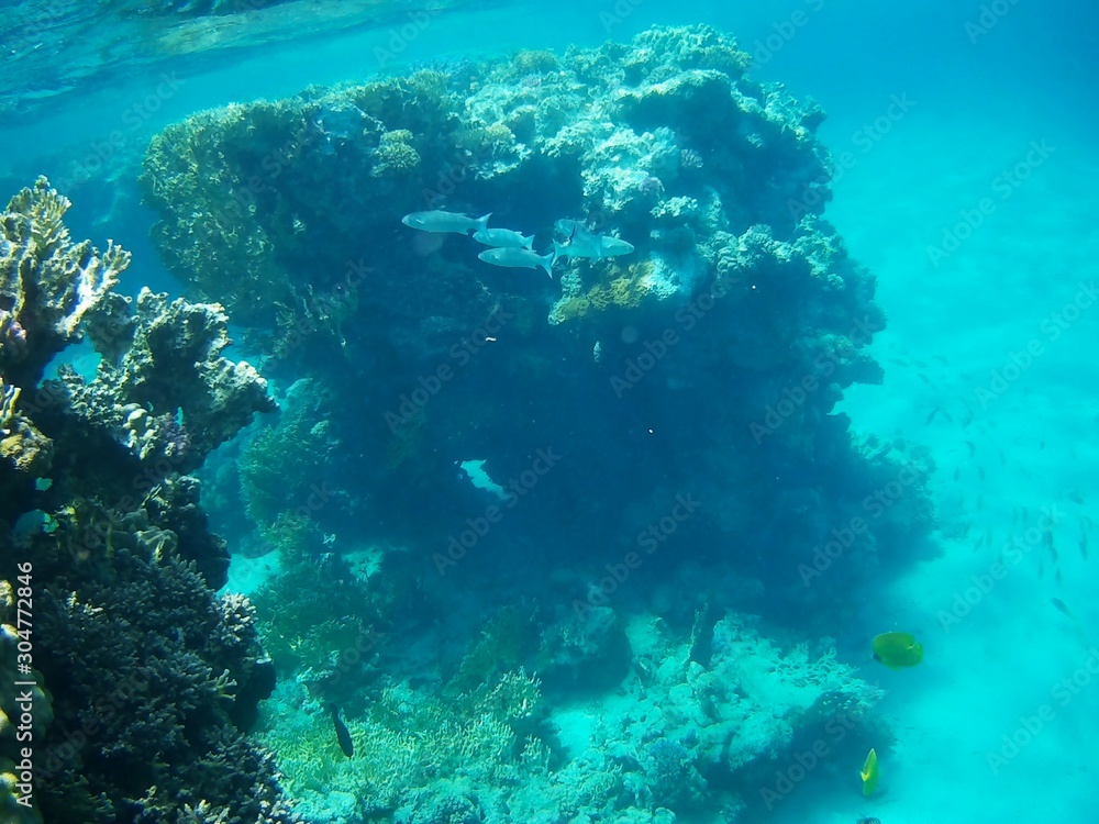 Fototapeta premium Beautiful tropical fish, Utopia resort, Marsa Alam, Egypt