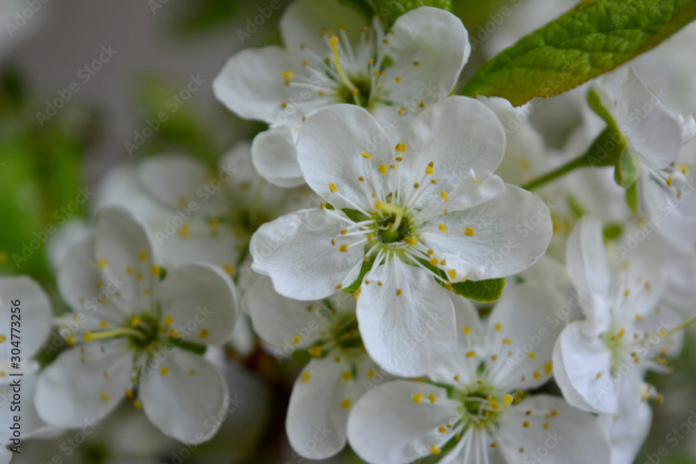Blooming spring branches with green leaves and white flowers. Elegant gentle pastel nature.
Blooming spring branches with green leaves and white flowers. Elegant gentle pastel nature.
