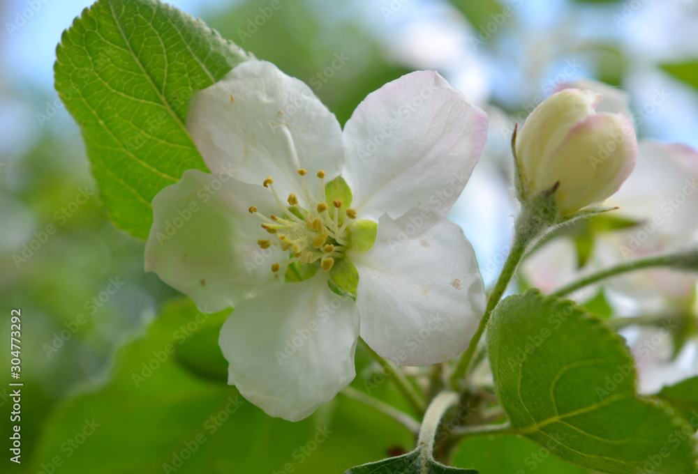 Fototapeta premium Blooming spring branches with green leaves and white flowers. Elegant gentle pastel nature. 