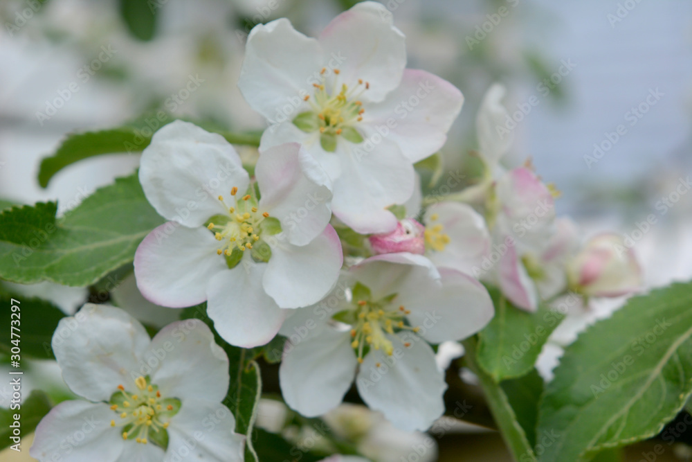 Blooming spring branches with green leaves and white flowers. Elegant gentle pastel nature.
Blooming spring branches with green leaves and white flowers. Elegant gentle pastel nature.