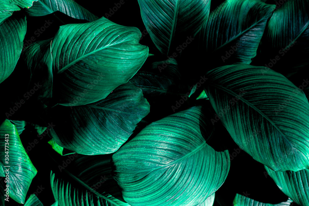 leaves of Spathiphyllum cannifolium, abstract green texture, nature background, tropical leaf