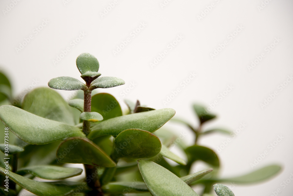 Belle plante grasse sur fond d'un mur blanc Stock Photo | Adobe Stock