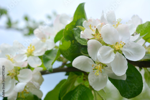 Blooming spring branches with green leaves and white flowers. Elegant gentle pastel nature.