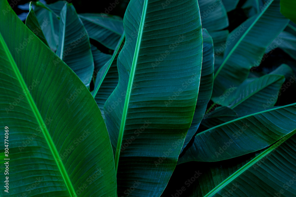 tropical banana leaf texture in garden, abstract green leaf, large palm foliage nature dark green background tropical banana leaf texture in garden, abstract green leaf, large palm foliage nature dark green background