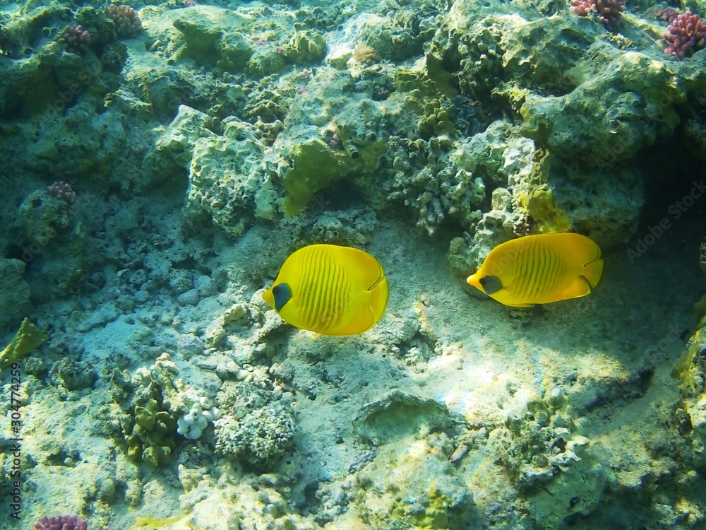Naklejka premium Beautiful tropical fish, Utopia resort, Marsa Alam, Egypt