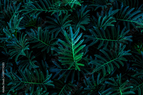 tropical leaves  abstract green leaves pattern texture  nature background